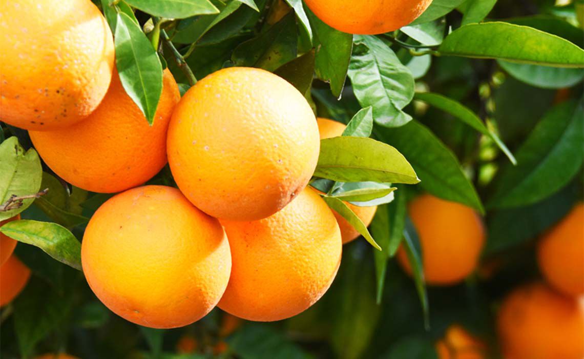Orangen am Baum hangend