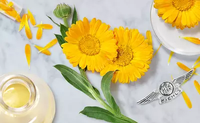 Zwei strahlend gelbe Ringelblumen und atherisches Ol auf einem marmorierten Tisch, neben dem Kiehl's-Logo.