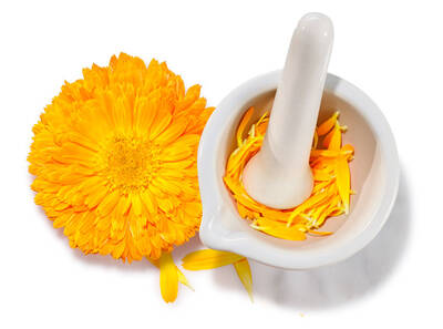 Calendula Bluete mit Stoessel und Moerser