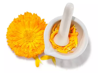 Calendula Bluete mit Stoessel und Moerser