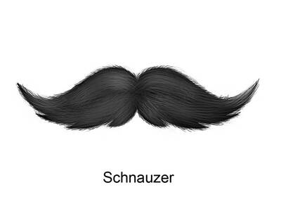 Klassischer Schnauzer