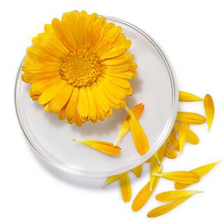Calendula Blutenblatter