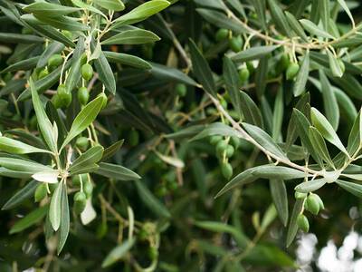 Darstellung Olivenbaum als Bestandteil von Kiehls Produkten