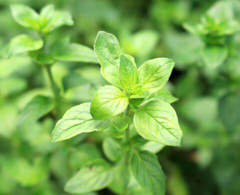GRUNES OREGANOOL Kiehl's Inhaltsstoffe