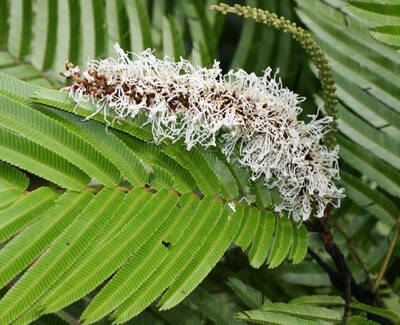 A close-up of a green fern leaf with a cluster of white, lacy flowers or growths at its center.