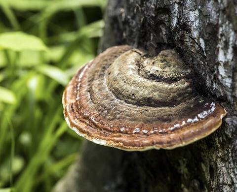 CHAGA-PILZ Kiehl's Inhaltsstoffe