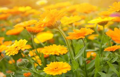 CALENDULA Kiehl's Inhaltsstoffe