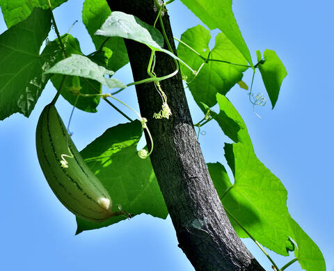LUFFA CYLINDRICA / SCHWAMMGURKE Kiehl's Inhaltsstoffe