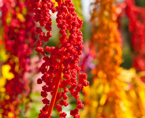 Quinoa Husk Extract Kiehl's Ingredient