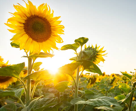 SONNENBLUMEN-OL Kiehl's Inhaltsstoffe