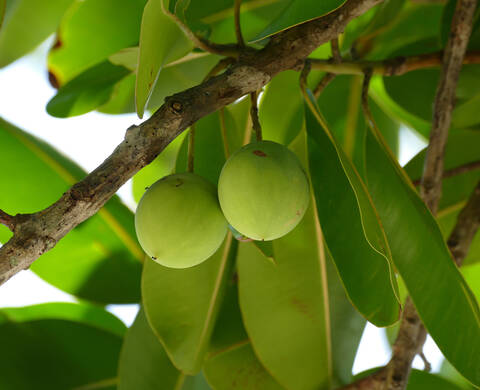 TAMANU-OL Kiehl's Inhaltsstoffe