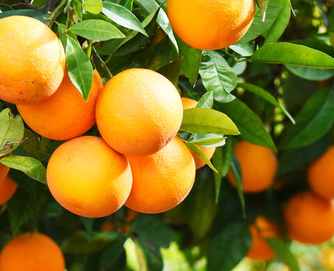 VITAMIN C Kiehl's Inhaltsstoffe