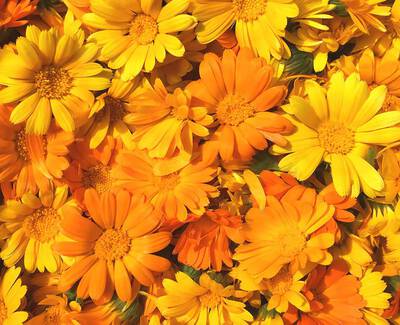 Calendula-Blutenextrakt Kiehl's Inhaltsstoffe