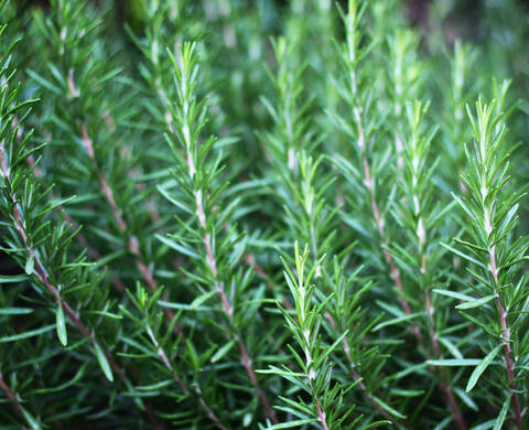 ROSEMARY LEAF OIL Kiehl's Inhaltsstoffe