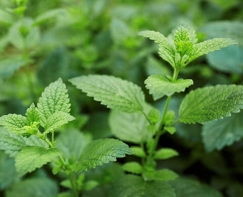 Lemon Balm Floral Water Kiehl's Ingredient