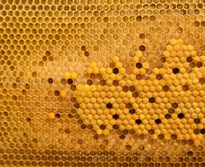 Close-up of a honeycomb structure filled with golden honey, showcasing the hexagonal cells and some areas with a distinct texture.
