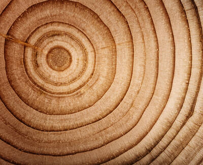 Close-up of a cross-section of a tree trunk, showcasing concentric circles and the natural texture of the wood.