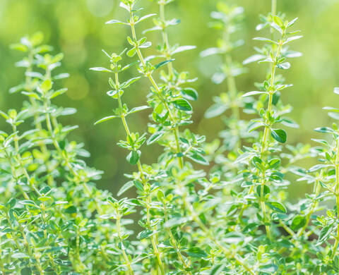 Thyme Essential Oil Kiehl's Ingredient