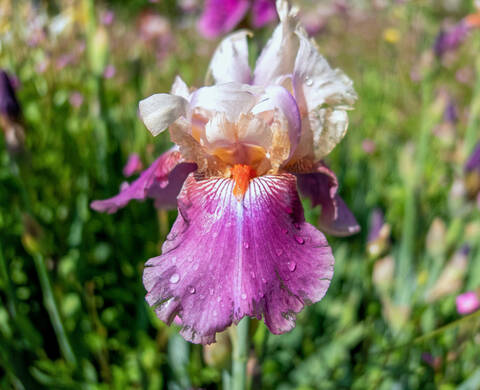 WURZELEXTRAKT DER IRIS FLORENTINA Kiehl's Inhaltsstoffe