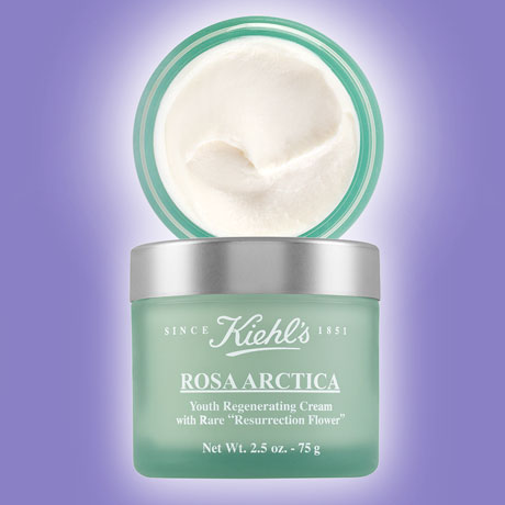 Rosa Arctica Cream