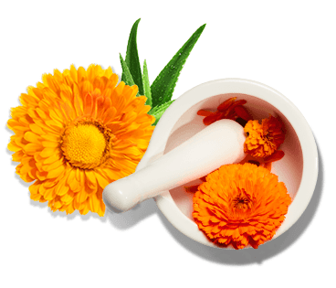Ingredients Calendula